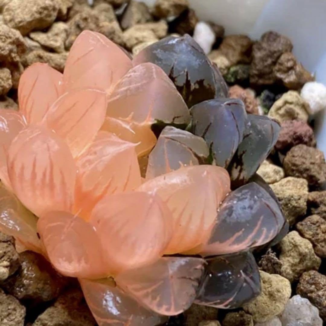 Amazon.co.jp: ハオルチア 多肉植物 黒水晶オブツーサ錦 実生糊