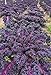 Produktbild Seedeo® Roter Grünkohl (Brassica oleracea var. sabellica) ca. 100 Samen BIO