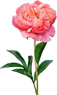 Easy to Grow Peony Coral Charm - 1 Field Grown Root Division, Fragrant F...