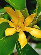 Original Golden Swarna Champa Plant (Singel Pack Of 1) Most Rare Tellow Colour swarna Champa Flower Plant For Home Garden Live Healthy Plant