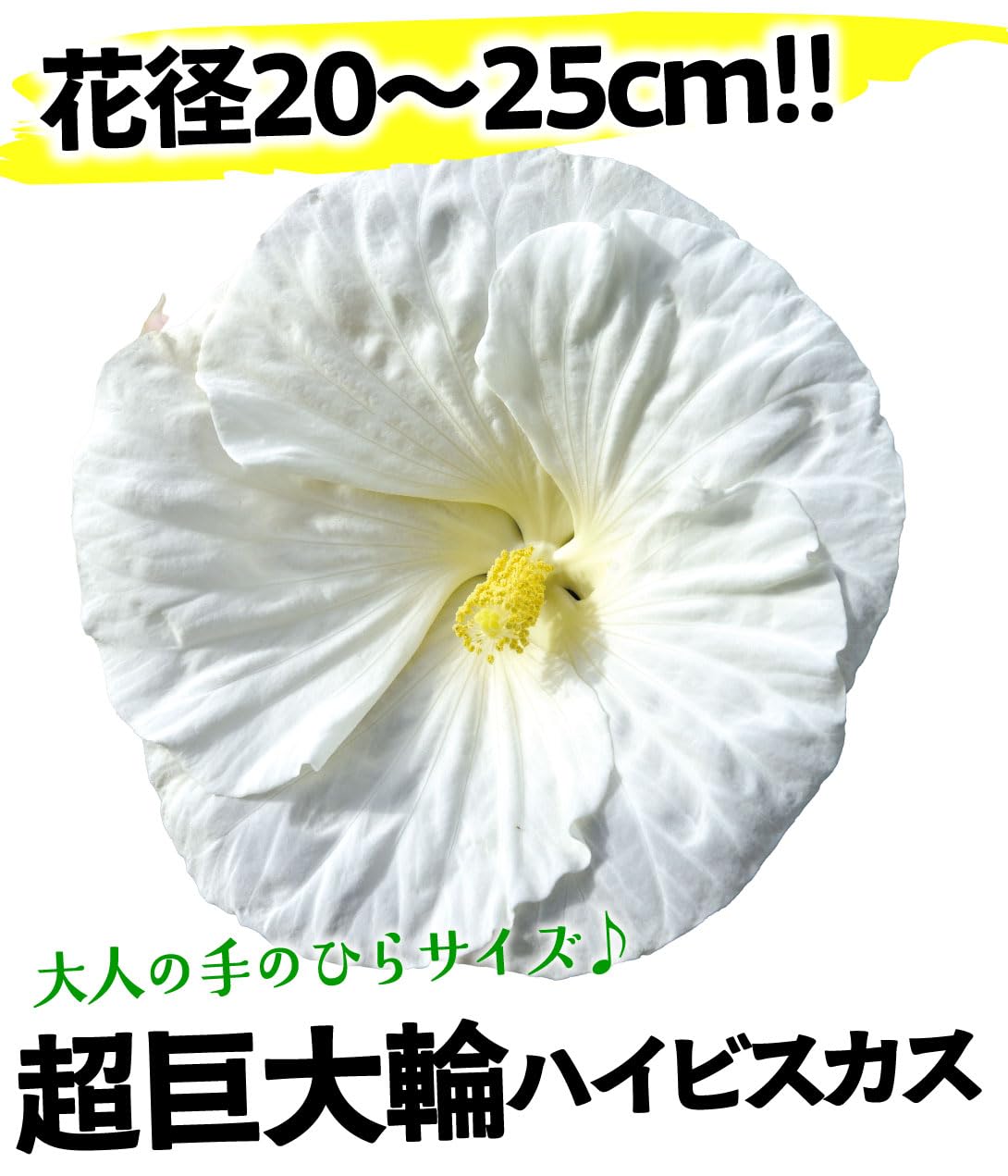 Amazon.co.jp: 国華園 花苗 ハイビスカス サマリフィック クッキー