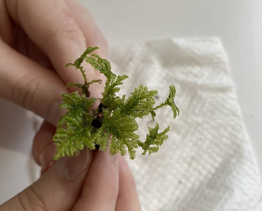 鬼若丸様専用 ホソウリゴケ 地衣類 孔雀苔