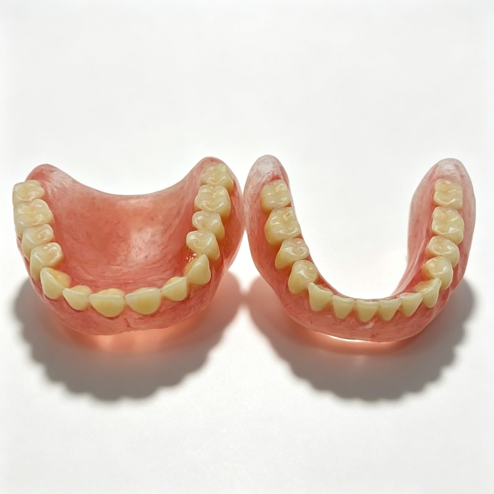 Modello di denti superiori e inferiori, modello di protesi dentaria, modelli didattici dentali adatti per l'istruzione e lo studio