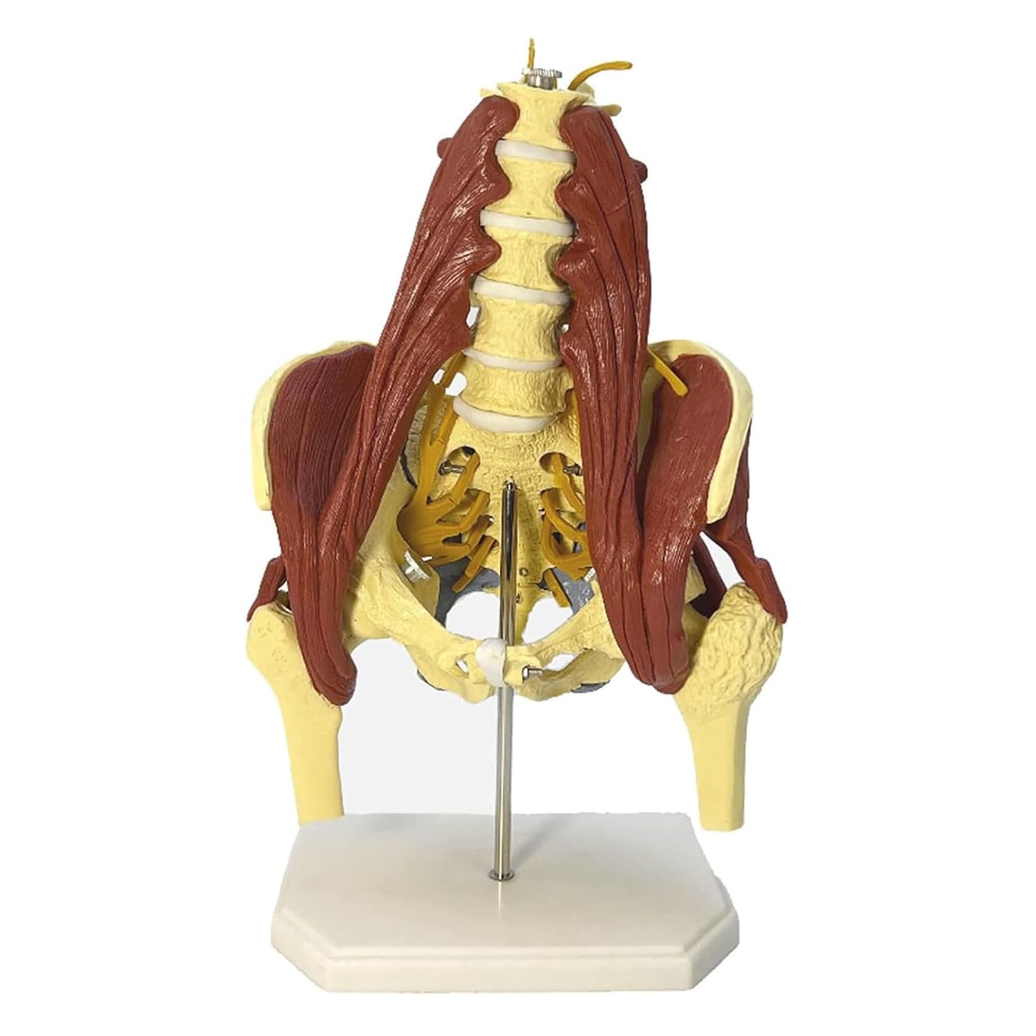 YNIYUJKL Lumbar Spine Bone Model, Life-Size Female Pelvis Anatomy Model With Muscle For Medical Research And Educational Practice,Bilateral
