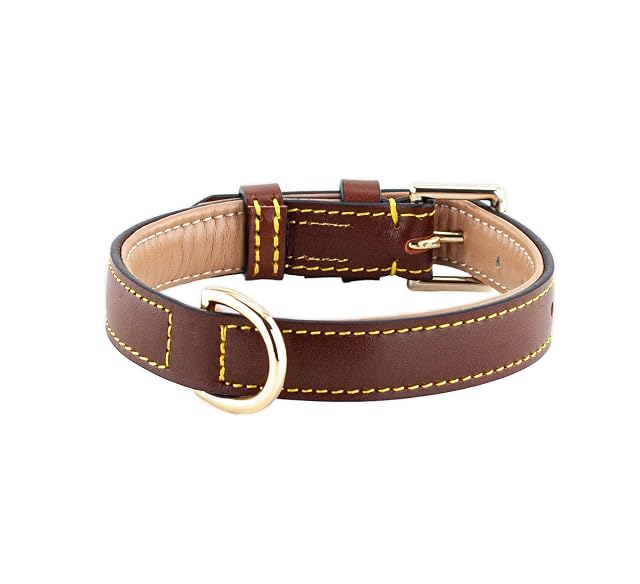 Foto 2 de 8 de Brute Strength - Collar de Cuero para Perro - Marrón - M · 36–43 x 2,5 cm