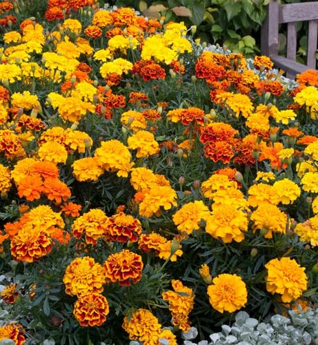 Carbeth Plants 6 Pack Marigold French Mix Bedding Plants - Yellow and Red