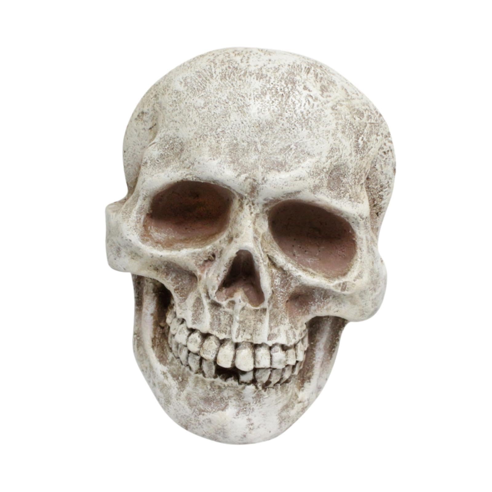 頭蓋骨置物 約15cm Amazon.co.jp: Generic 人間の頭蓋骨像 ハロウィーンデコレーション