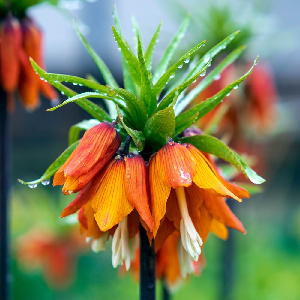 YouGarden Fritillaria 'Rubra' Bulbs, Pair 18/20 Orange Crown Imperial, Spring Garden Colour