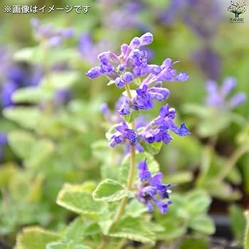 カラミンサ苗 Amazon.co.jp: ITANSE カラミンサ ネペタ ライムミント