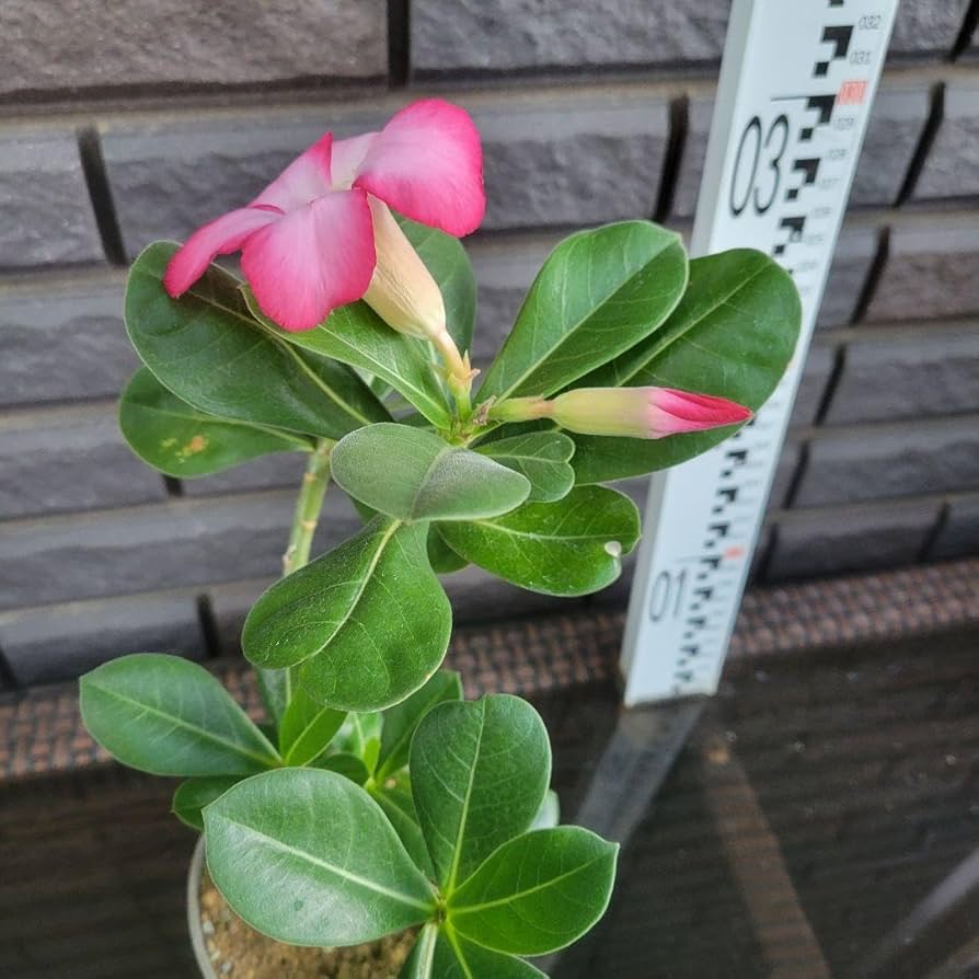 アデニウムソコトラナム 純血 実生 2株セット Amazon.co.jp: アデニウム タイソコトラナム 実生2年生苗 : DIY