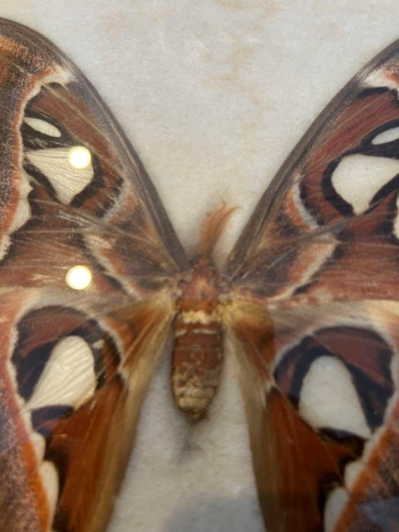 ヨナグニ蛾雄　標本　額付き ヨナグニ蛾雄 標本 額付き <0729z蝶標本> Yahoo!オークション - 世界