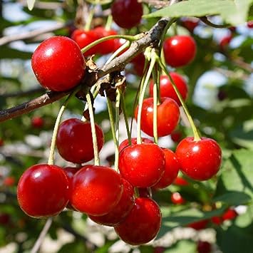 Amazon 暖地桜桃 だんちおうとう の苗 1本で実がなる小さなさくらんぼ 果樹苗9cmポット 2個セット バラ科サクラ属の耐寒性落葉高木 樹高 3 4m 剪定により調節可能 植え付け時期 ポット苗なので根鉢を崩さなければ年中可能 結実期 6月 受粉樹 不要 但し 複数