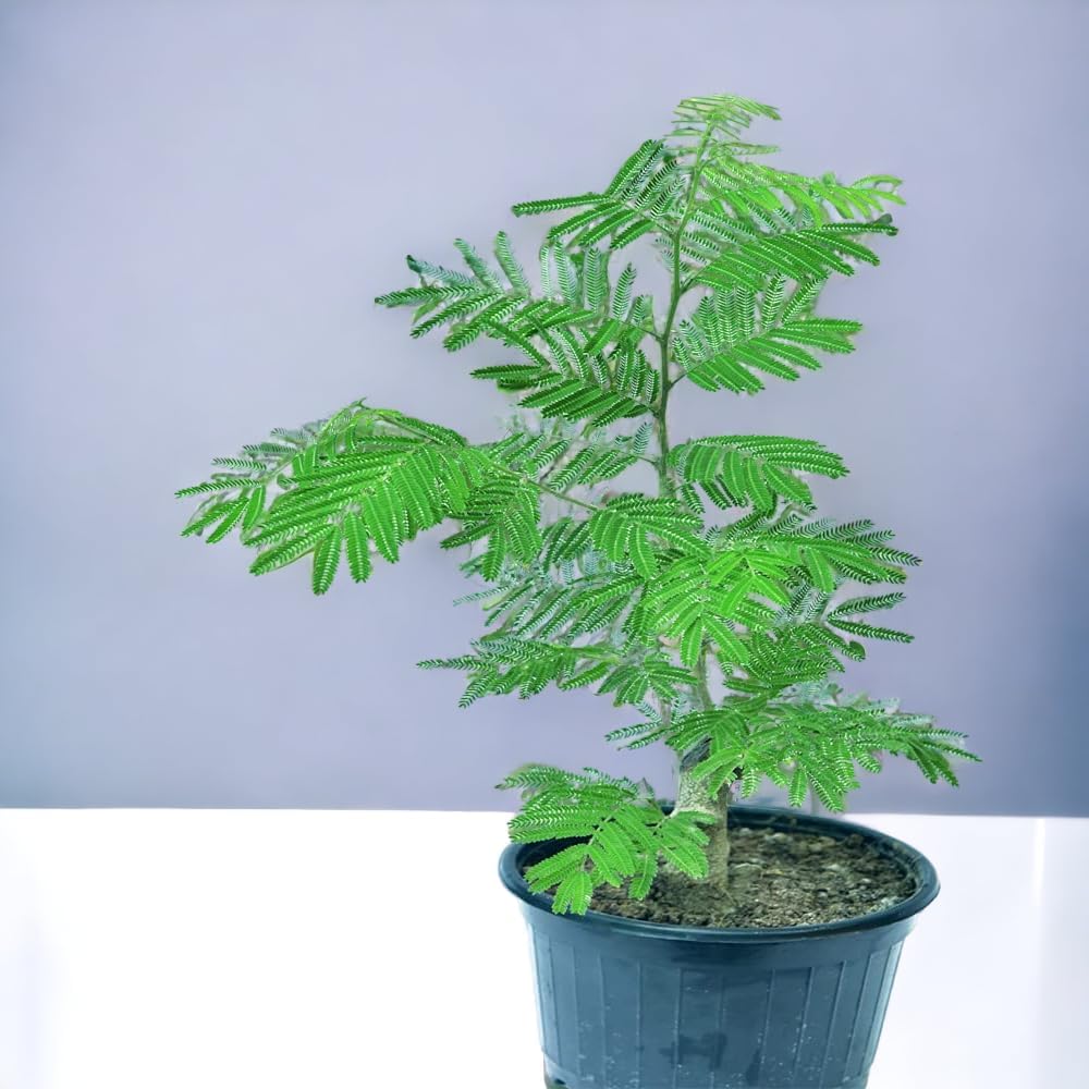 MSK EVER GREEN Live Shami (Prosopis Cineraria) Medicinal Plant With Black Plastic Pot (B0D2T132XV) Amazon Price History, Amazon Price Tracker