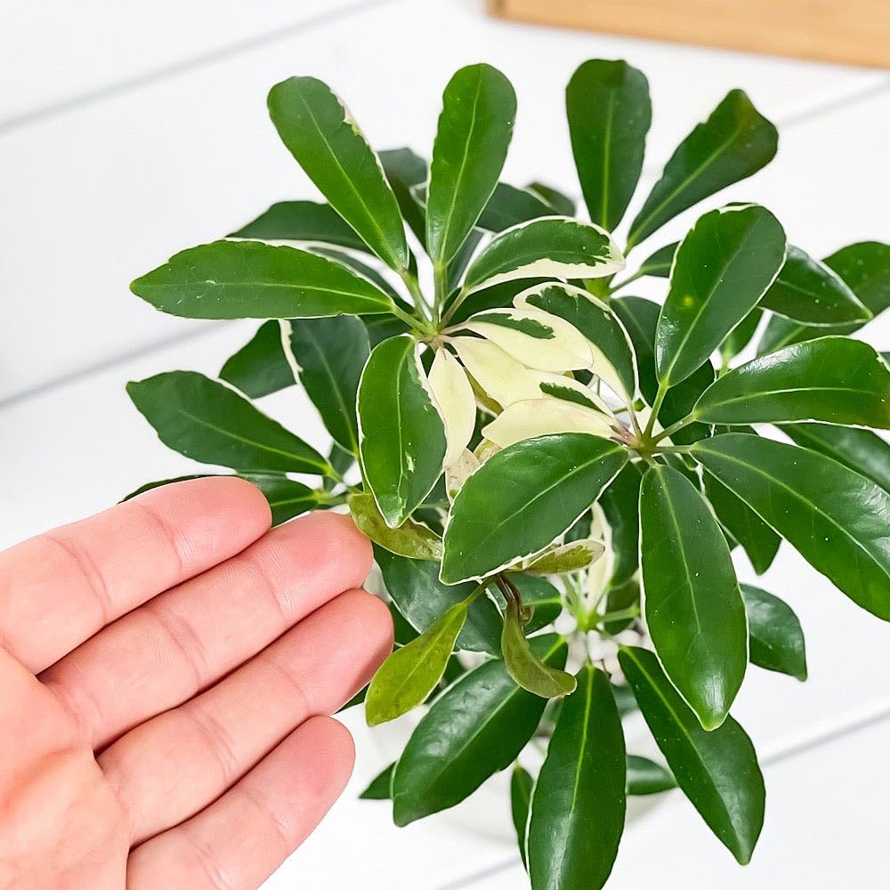 専用出品、ラフィドフォラ・テクルシバ（マングーカズラ） シェフレラ・アルボリコラ 516MzTK5dpL._UF350,350_QL50_.jpg