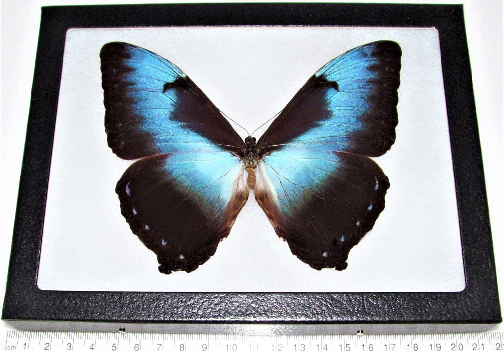 BicBugs Morpho cisseis Blue Black Butterfly Peru Rare Framed