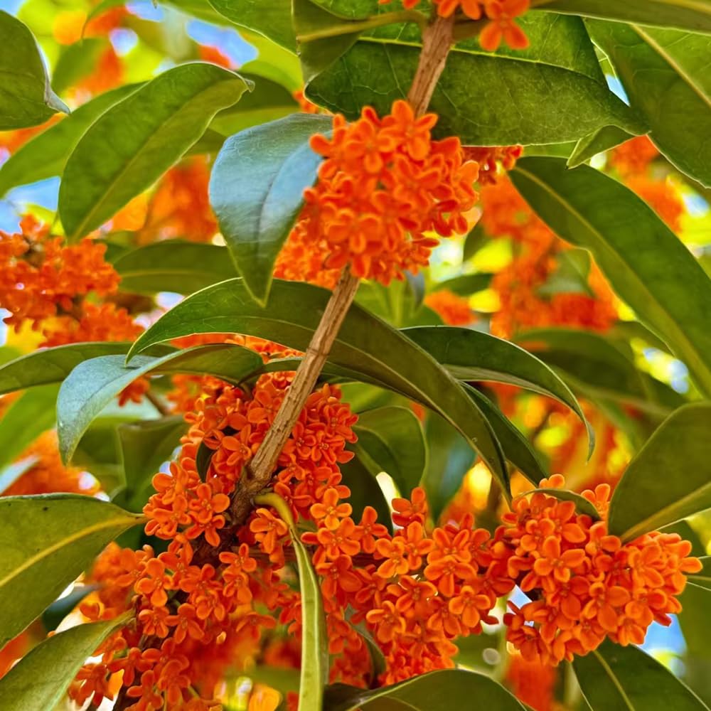 osmanto fragrans cortadas de de interior osmanto fragante inusuales decoraciones jardín exteriores Decoración resistentes en macetas interior 85semillas