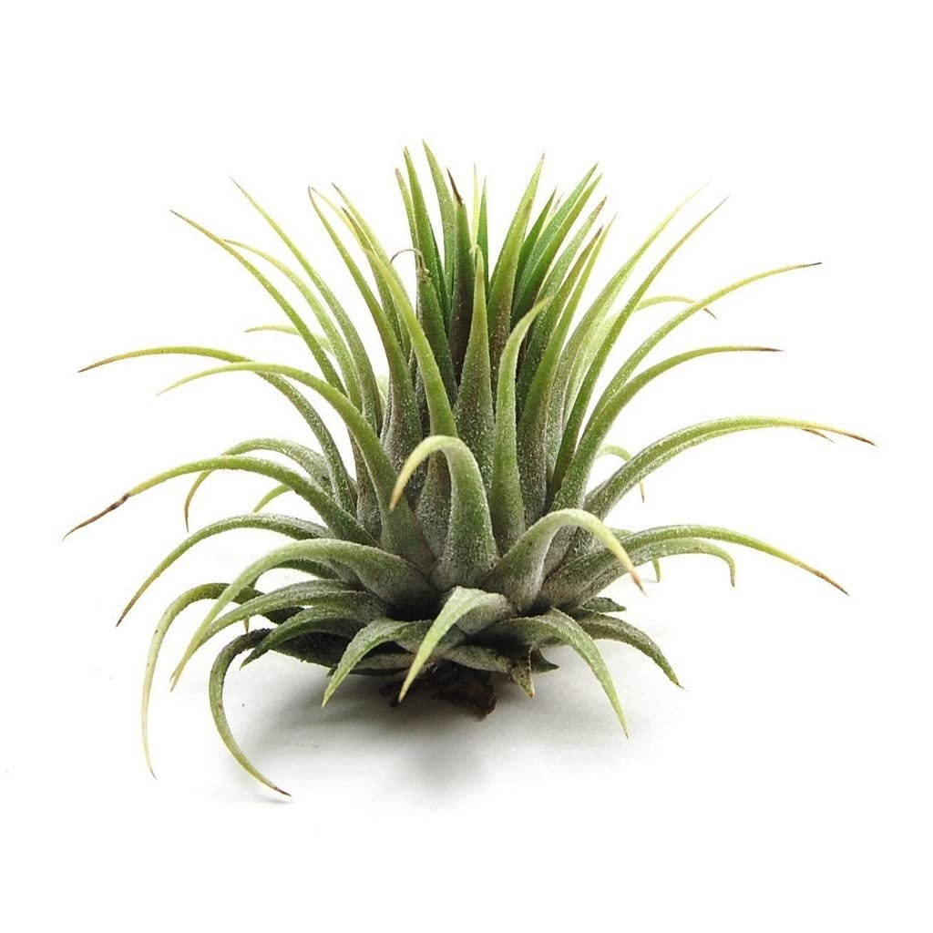 Creative Farmer Indoor Plants Air Tillandsia Hardy (Air Purifier Healthy Live Plant) (B09TXYXZ2Z) Amazon Price History, Amazon Price Tracker