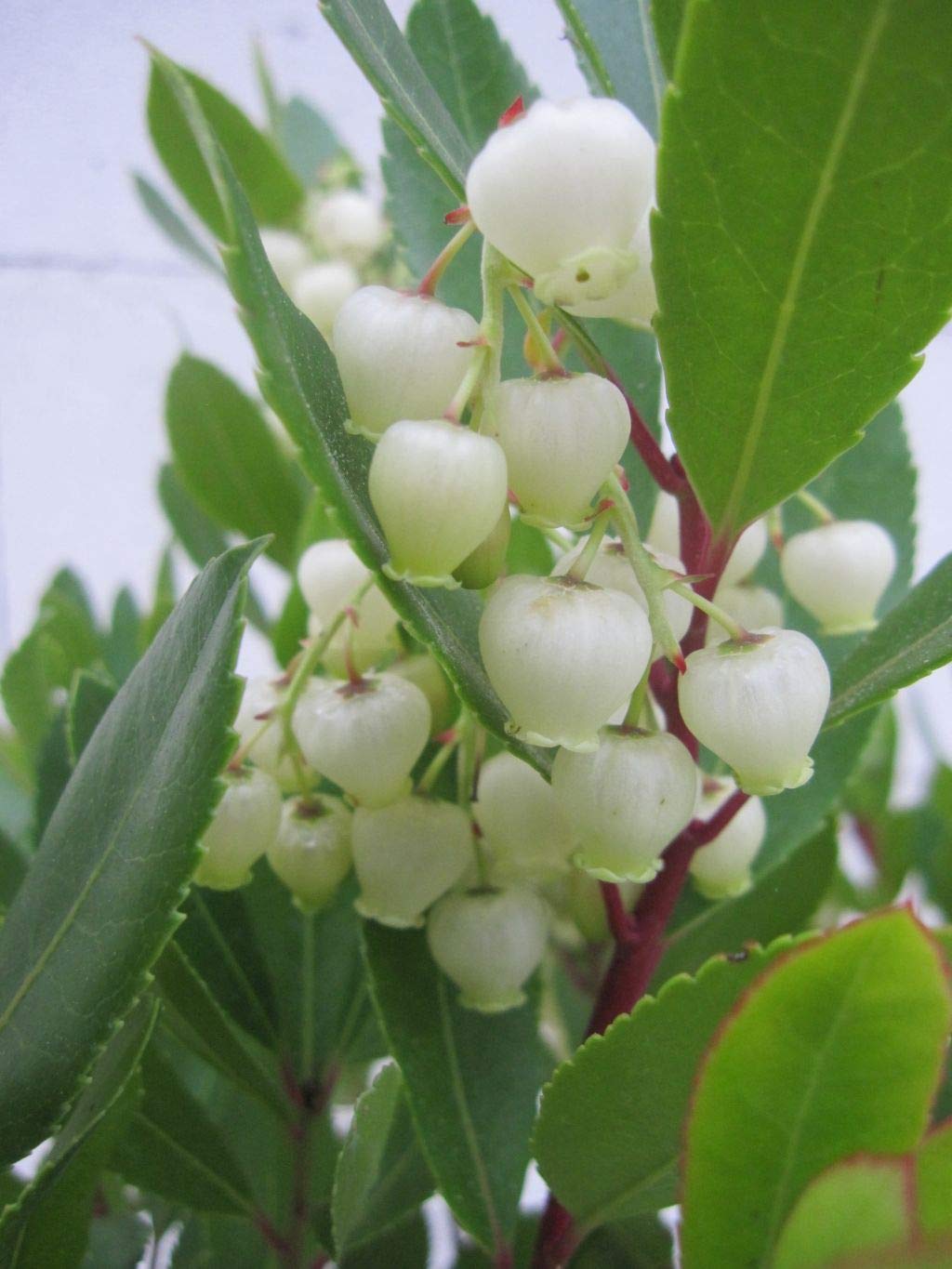Arbutus unedo Compacta - Kompakter Erdbeerbaum - 30-40cm