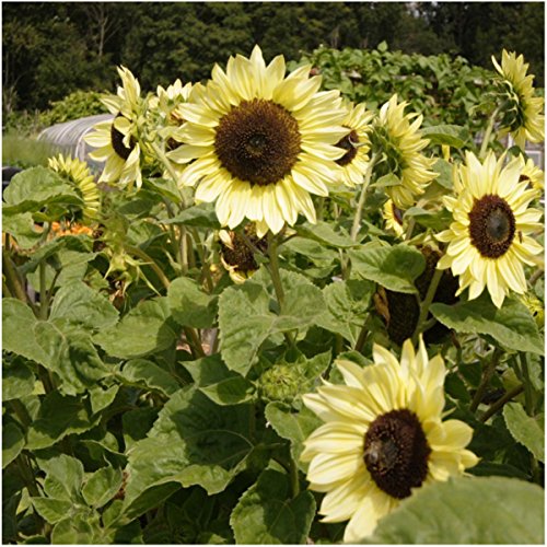 Seed-Needs-Bulk-Package-of-1000-Seeds-Sunflower-Crazy-Mixture-15-Varieties-Helianthus-annuus-Non-GMO Seed-Needs-Bulk-Package-of-1000-Seeds-Sunflower-Crazy-Mixture-15-Varieties-Helianthus-annuus-Non-GMO