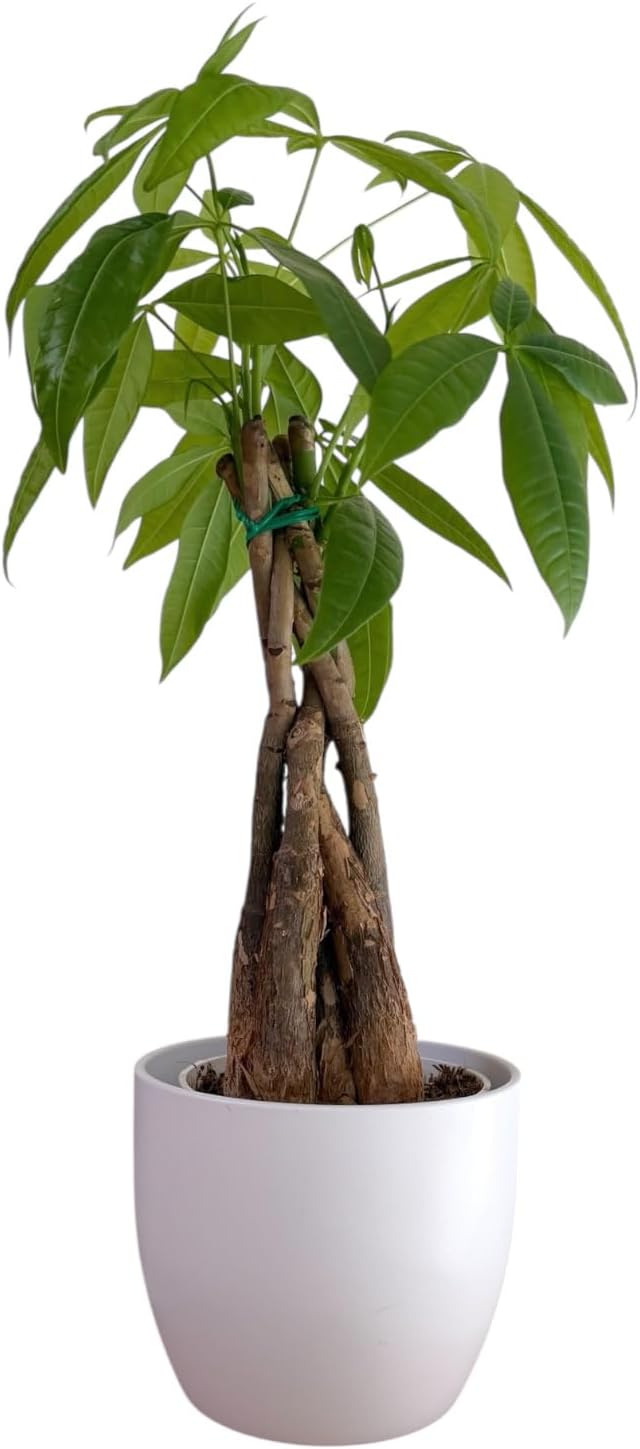 Money Tree Live Plant | 14-22 Inches Tall Bonsai | Easy to Grow Indoor Houseplant | Home, Office, or Room Decor | Birthday, Housewarming Gift (Black)
