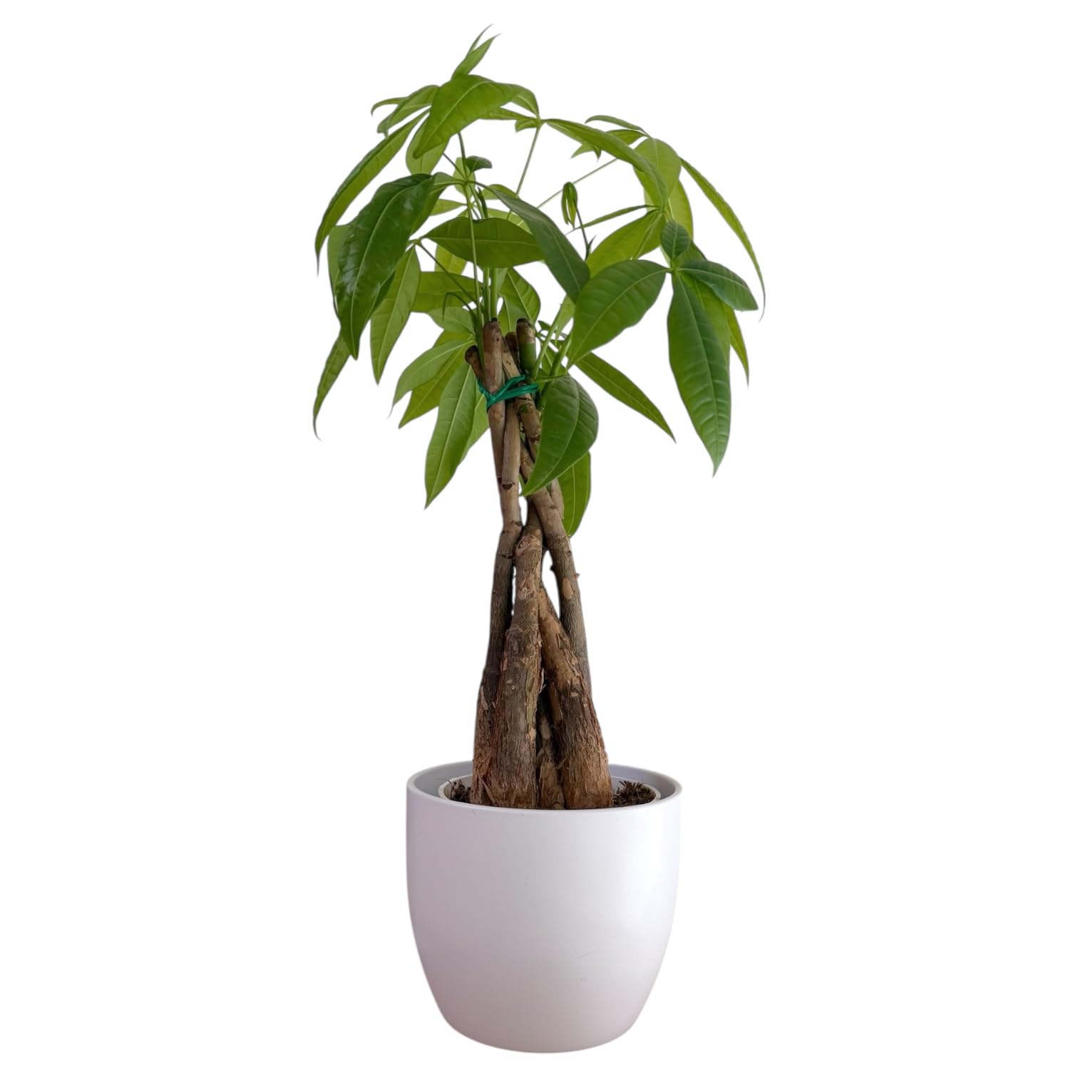 Money Tree Live Plant | 14-22 Inches Tall Bonsai | Easy to Grow Indoor Houseplant | Home, Office, or Room Decor | Birthday, Housewarming Gift (White)