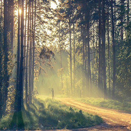 Sql Amazon Into the Forest by Juno on Amazon Prime Music
