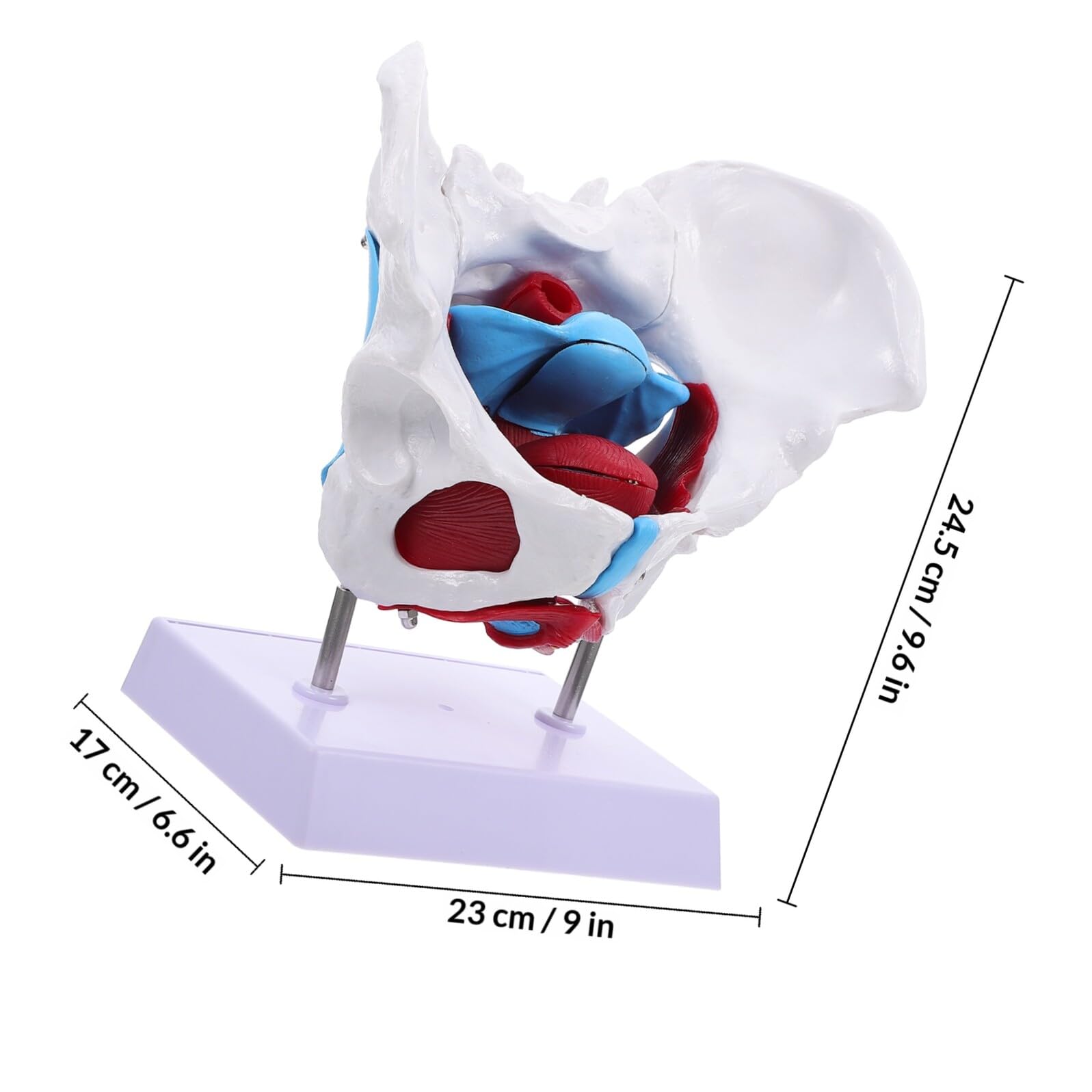 Alasum Design Anatomico in Separabile Portatile per Insegnamento Scuola per Educazione Scientifica Professionale