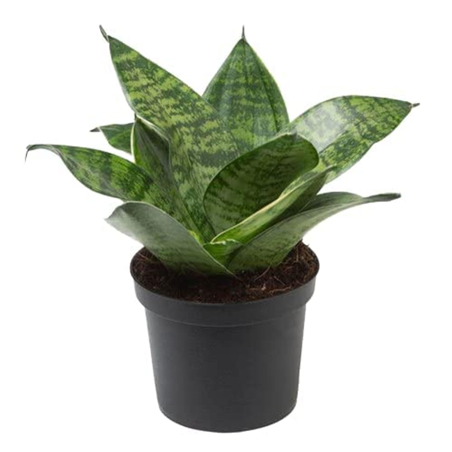 Artful Creature Very Hardy Succulent Aka Snake Oxygen Sansevieria Jade Black Rare Species Dwarf Live Plant With Pot (B0B5PJH4S3) Amazon Price History, Amazon Price Tracker