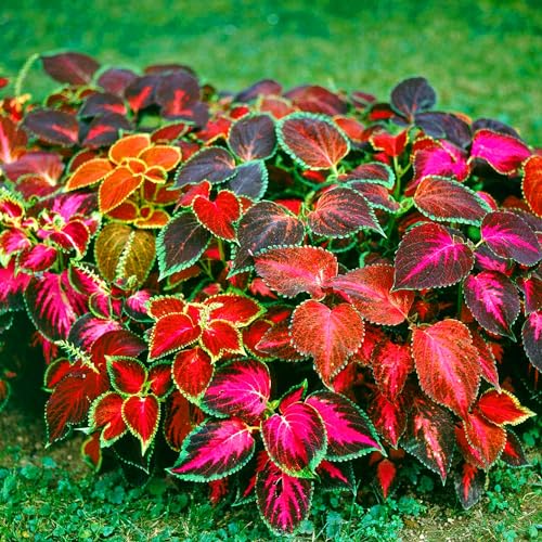 QAUZUY GARDEN 100 Rare Mixed Coleus Seeds Rainbow Coleus Blumei Perennial Beautiful Foliage Eye-catching Shade Loving Flower - Colorful Shade Garden Patio Container Houseplant
