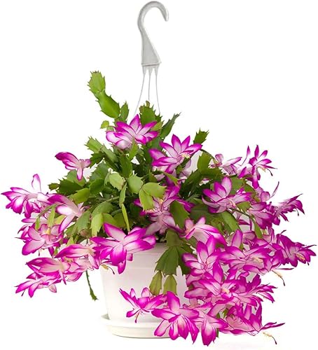 American Plant Exchange Live Christmas Cactus - Thumbnail 4