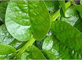 Malabar Spinach (Green Stem Variety) - Excellent for stir-fry cooking or RAW!!!!(25 - Seeds)