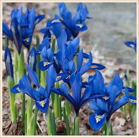 Amazon アイリス球根 花の装飾 春に植えられた美しい植物の珍しい鉢植え Blue 15 球根 鉢 プランター