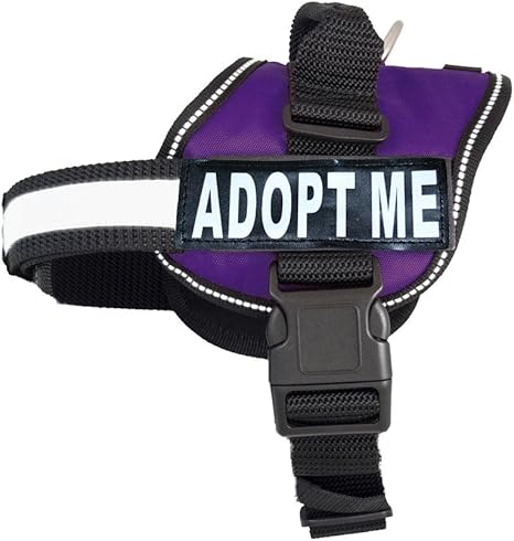 adopt me harness
