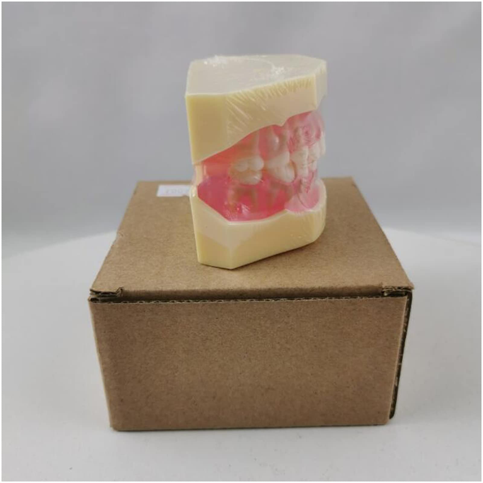 Modello dimostrativo Dentale Modello di Denti per Bambini Modello di Denti Rimovibili per l'insegnamento Dentale o la Cura Orale