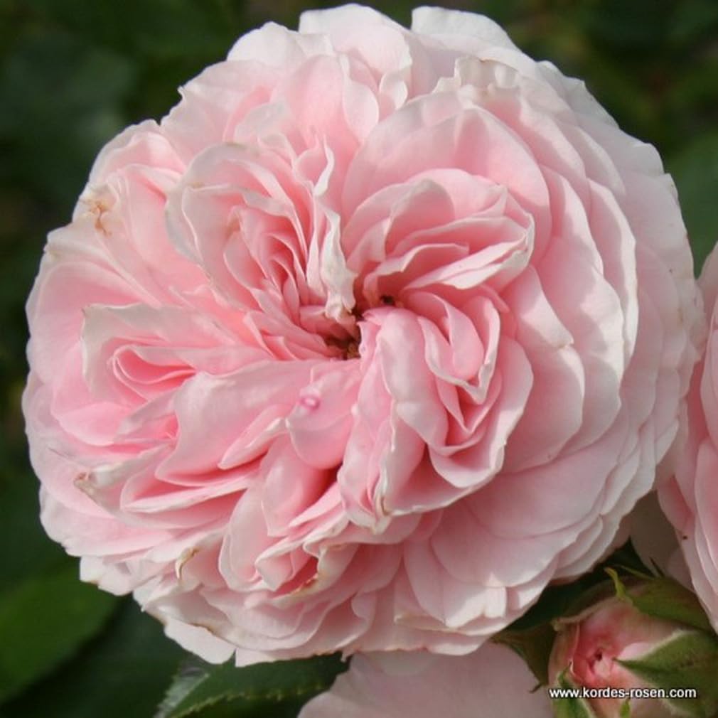 2 x Rose - Rosa 'Larissa' Topf 25-30 cm - Die remontierende Rose mit zartrosa Blüten von Kordes