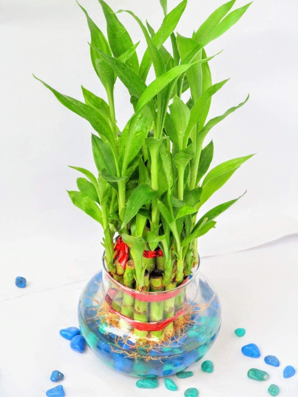 Udanta Seeds Good Luck Bamboo 2 Layer Fang Shui Indoor Live Plants Best For Indoor Gardening And Gifting Purpose (Pack of 1 Live Plant With Pot) (B0B2LY747D) Amazon Price History, Amazon Price Tracker