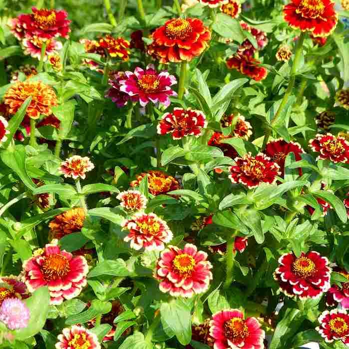 Amazon.co.jp: ジニア 苗 1ポット オールドファッション 小輪