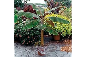 Musa Dwarf Cavendish Banana Tree Fruit Plants - Tropical Live Fruit Trees for Outdoor Planting