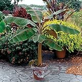 Musa Dwarf Cavendish Banana Tree Fruit Plants Live for Planting