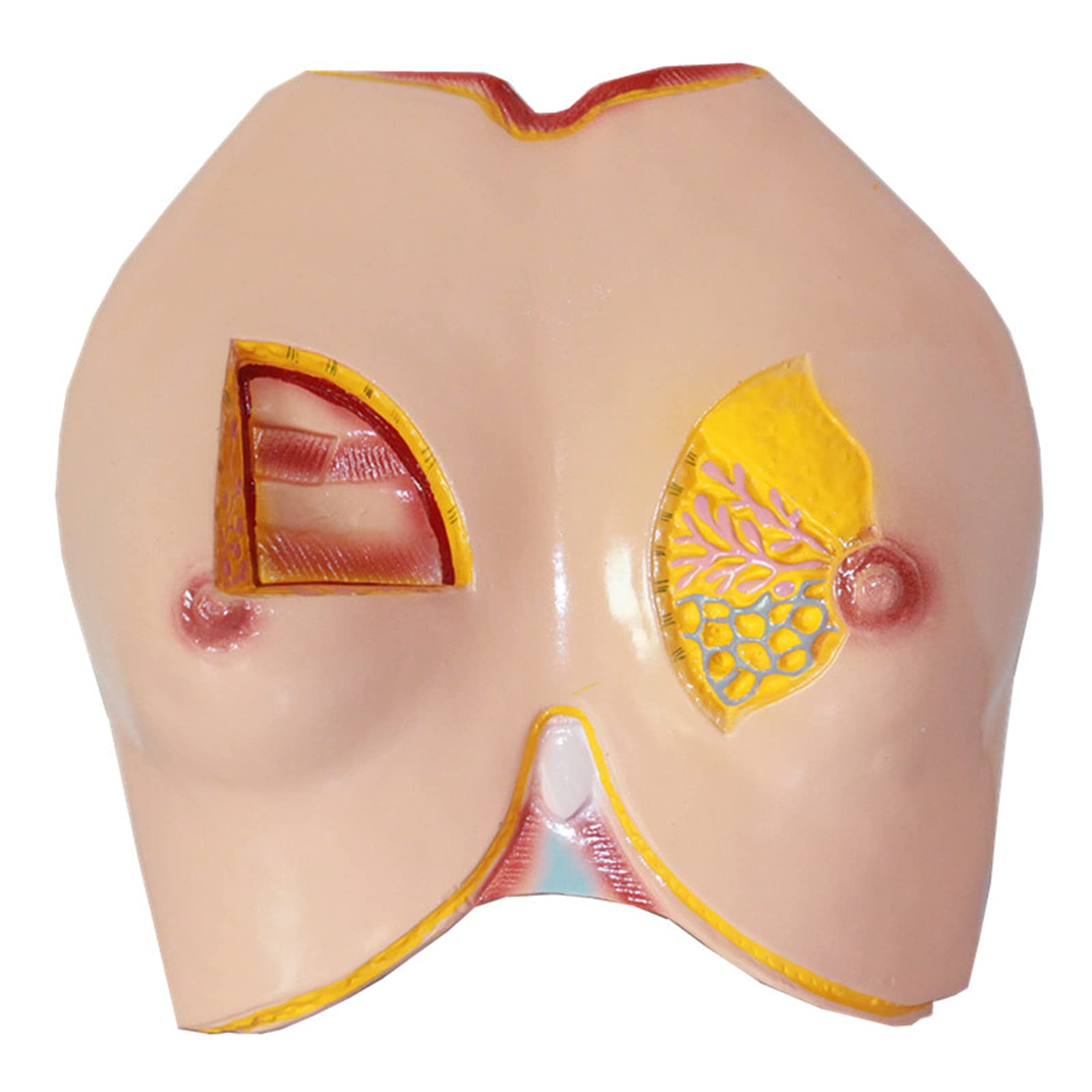 Anatomy Models, Human Anatomy Model PVC Breast Anatomical -Human Organ - for Medical Teaching Training Aid