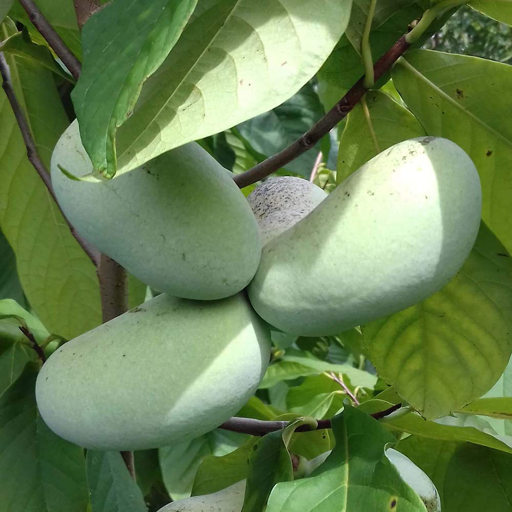 く*ま様 果樹　ピーターソンポポー　5寸2種2ポット ポポー Amazon.co.jp: ピーターソン ポポー2年生接木苗/5号ポット苗