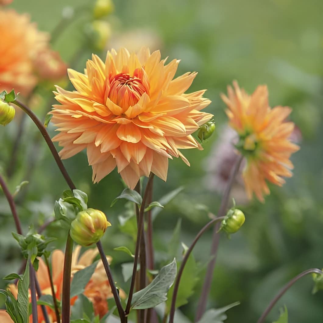 Amazon.com : Votaniki Noordwijks Glorie Dahlia Bulbs - Perennial
