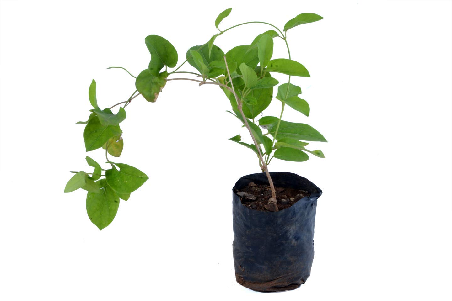 KAROLANE® Gymnema Sylvestre Gurmar Gudmar Cakkarakkolli Cirukurinca Meshashrunga Madhunashini Podapatri Cowplant Live Saple Plant in Poly Bag (B08RHMC8Y4) Amazon Price History, Amazon Price Tracker