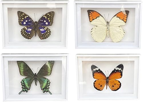 CXUEMH 4 piezas de exhibición de espécimen de mariposa con marco real, especímenes de insectos, suministros de taxidermia, caja de mariposa, regalo