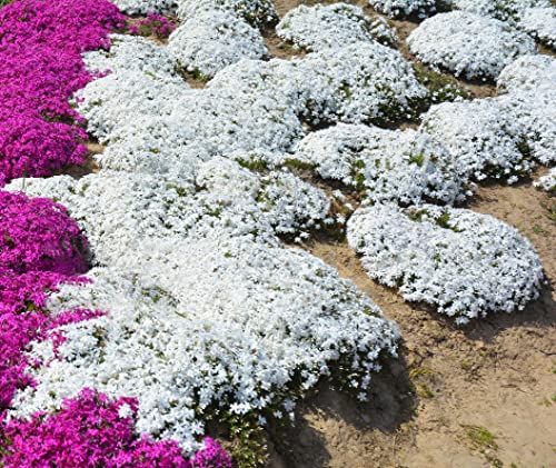 2000+ White Creeping Thyme Seeds for Planting Thymus Serpyllum - Heirloom Ground Cover Plants Easy to Plant and Grow - Open Pollinated