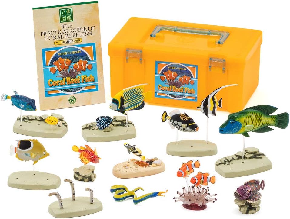 (Companion of fish that live in the coral reef) three-dimensional picture book Real Figure box Coral Reef Fish (japan import)