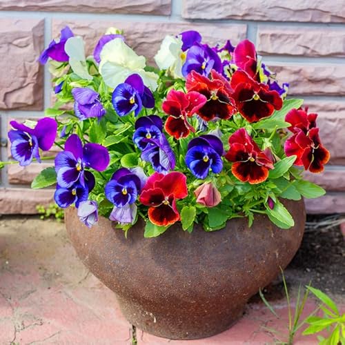 Set 3 Mix Pansy Plants, Hardy Cool-Season Annuals, Vibrant Pansy