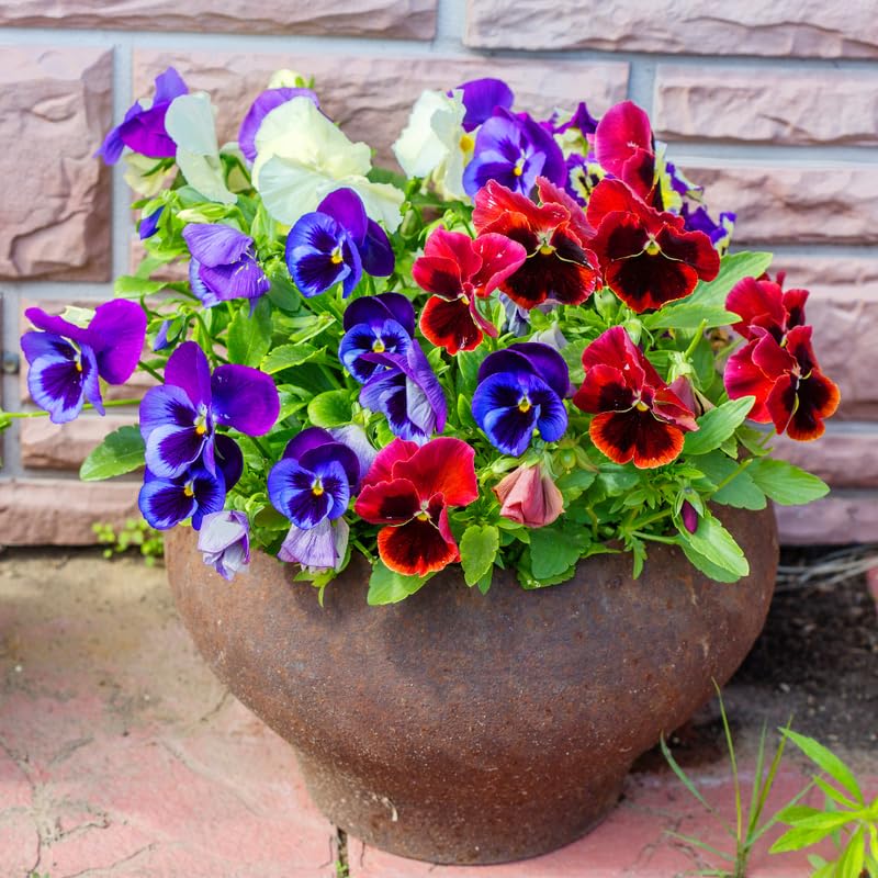 Set 3 Mix Pansy Plants, Hardy Cool-Season Annuals, Vibrant Pansy Ready to Grow Indoor Outdoor 3-5 Inches