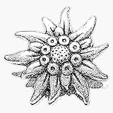 Edelweiss Vinyl Waterproof Sticker Decal Car Laptop Wall Window Bumper Sticker 5'