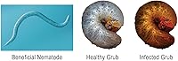 Vista 5 de Nemátodos vivos beneficiosos Hb